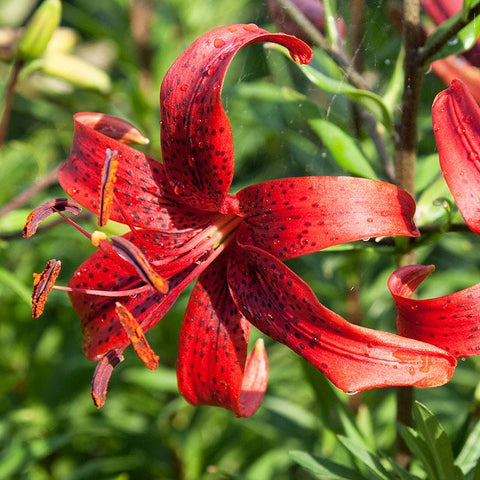 red and white tiger lily Red Tiger Lily Bulbs, Lilium
