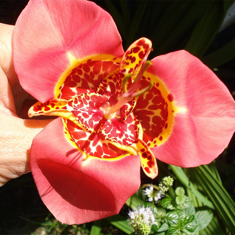 tiger flower seeds Tiger Flower Mix, Tigridia