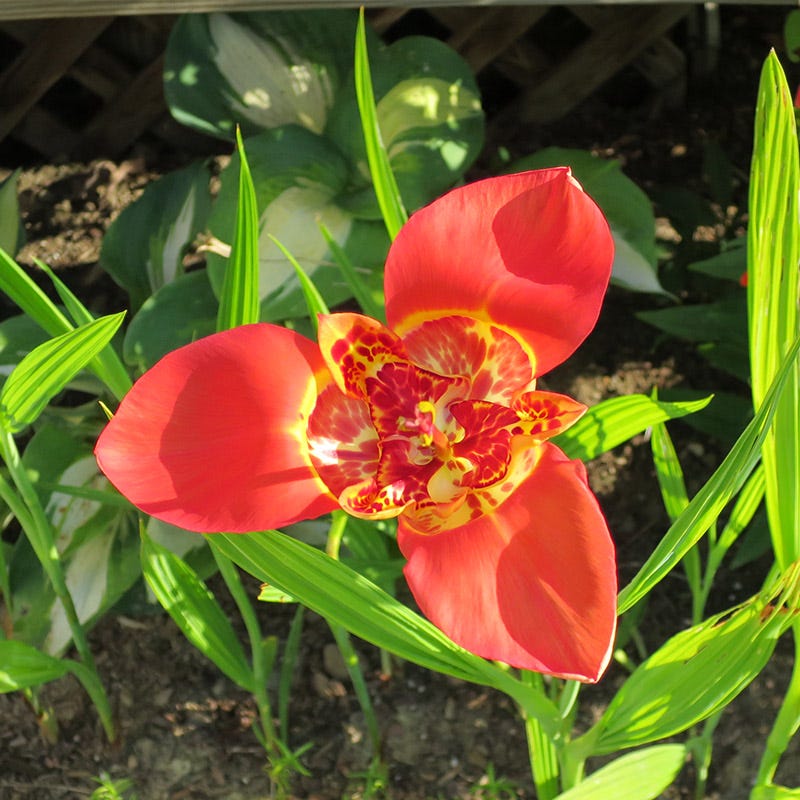 tiger flower seeds Tiger Flower Mix, Tigridia