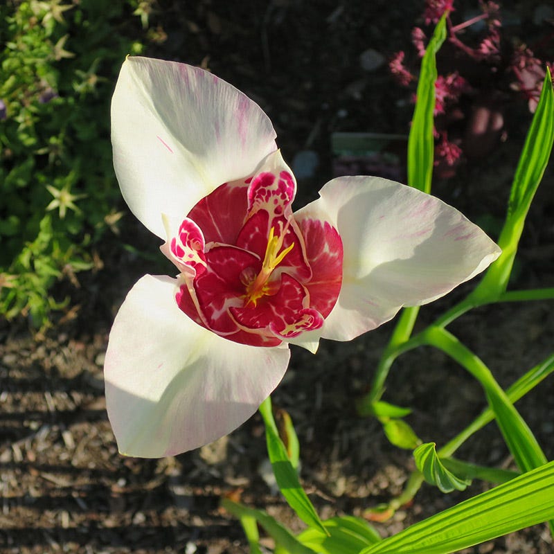 tiger flower seeds Tiger Flower Mix, Tigridia