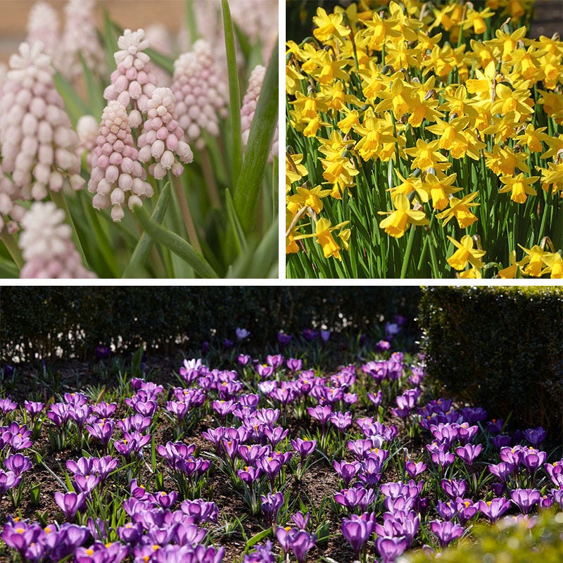 Tiny Dancers Bulb Collection