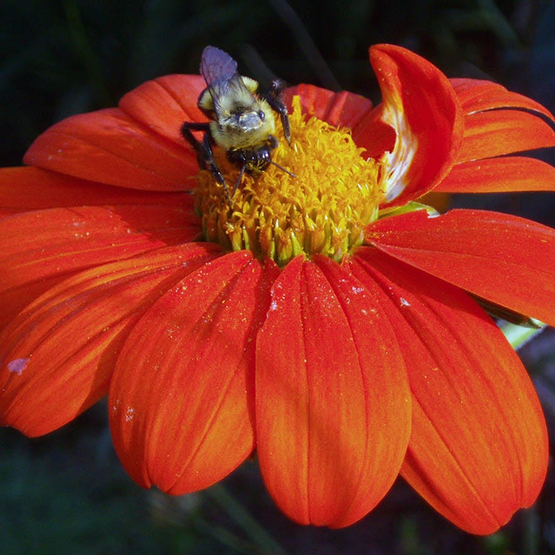 Mexican Sunflower Seeds