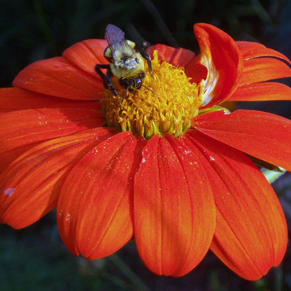 Mexican Sunflower Seeds
