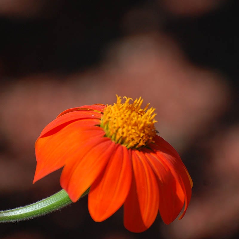 Mexican Sunflower Seeds