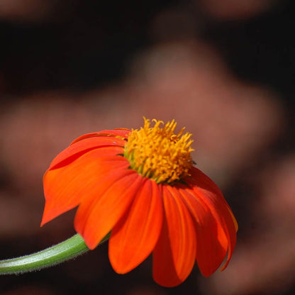 Mexican Sunflower Seeds