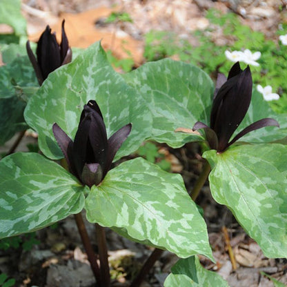 Sweet Betsy Trillium