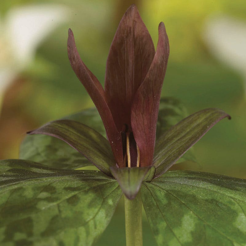 Sweet Betsy Trillium