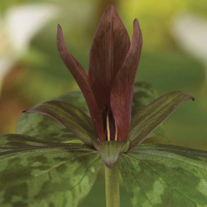 Sweet Betsy Trillium