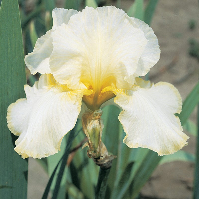 Vintage Ruffles Bearded Iris Collection