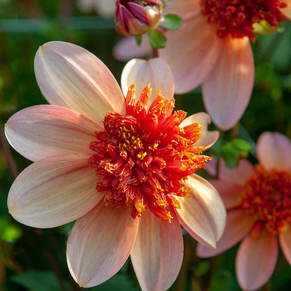 Totally Tangerine Anemone Dahlia