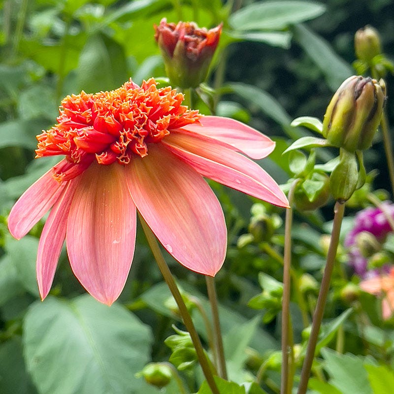 Totally Tangerine Anemone Dahlia