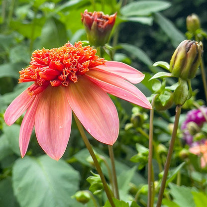 Totally Tangerine Anemone Dahlia