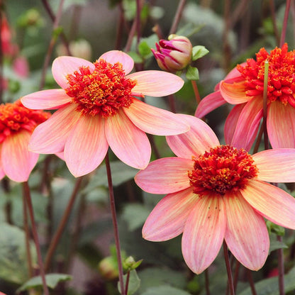 Popsicle Dahlia Collection