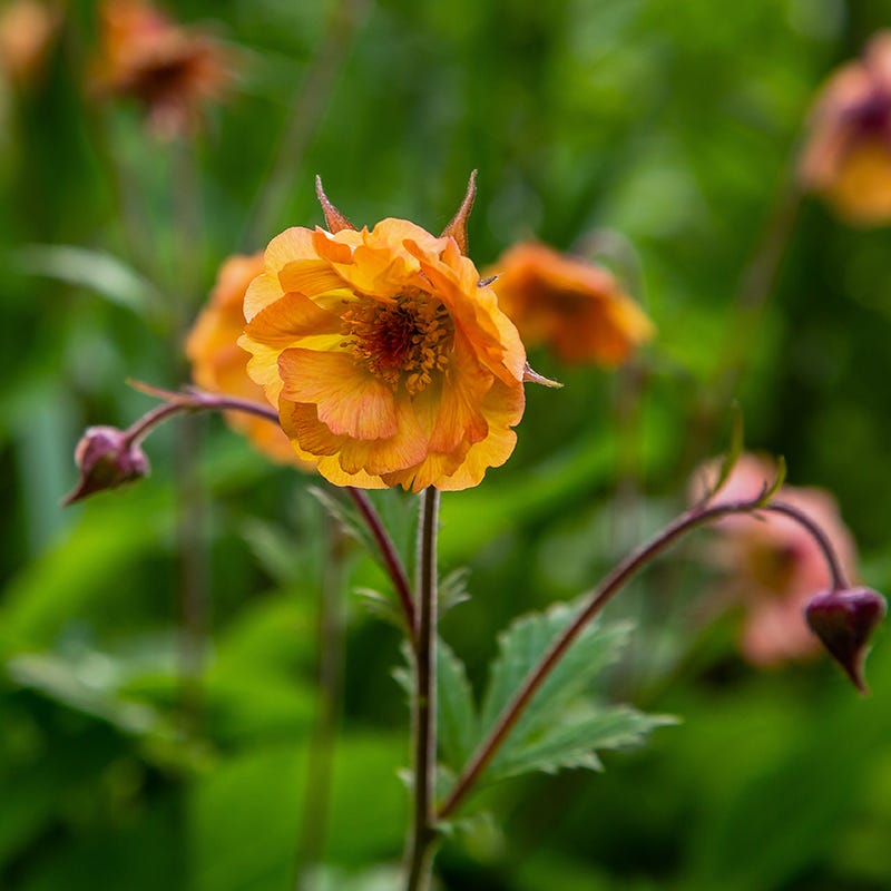 Totally Tangerine Geum
