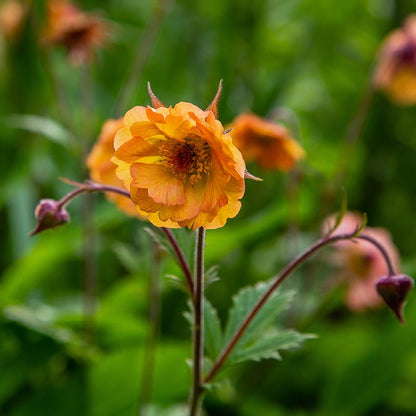 Totally Tangerine Geum