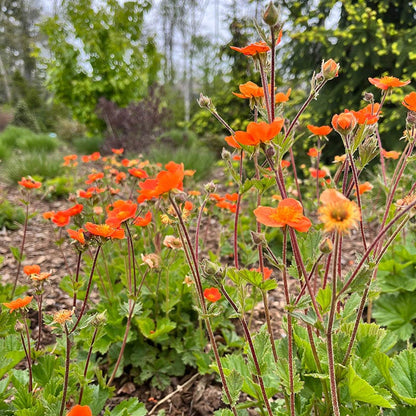 Totally Tangerine Geum