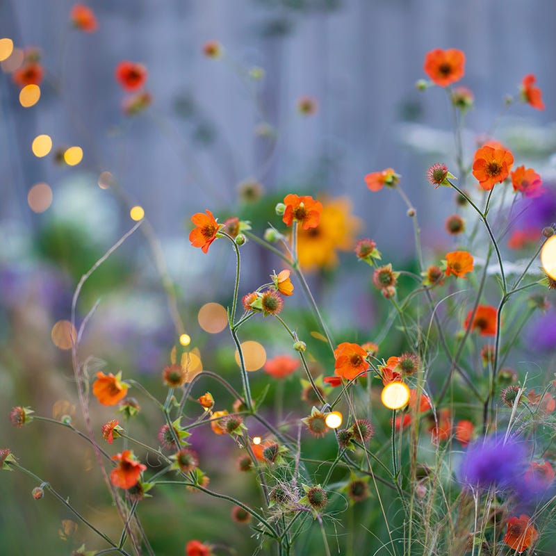Totally Tangerine Geum