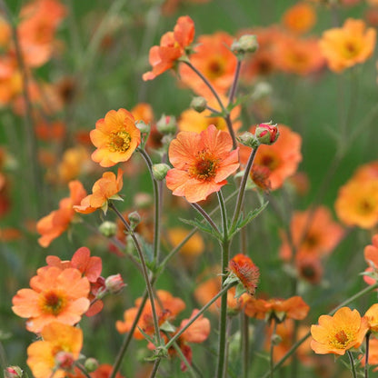 Fuchsia Cottage Garden Plant Collection