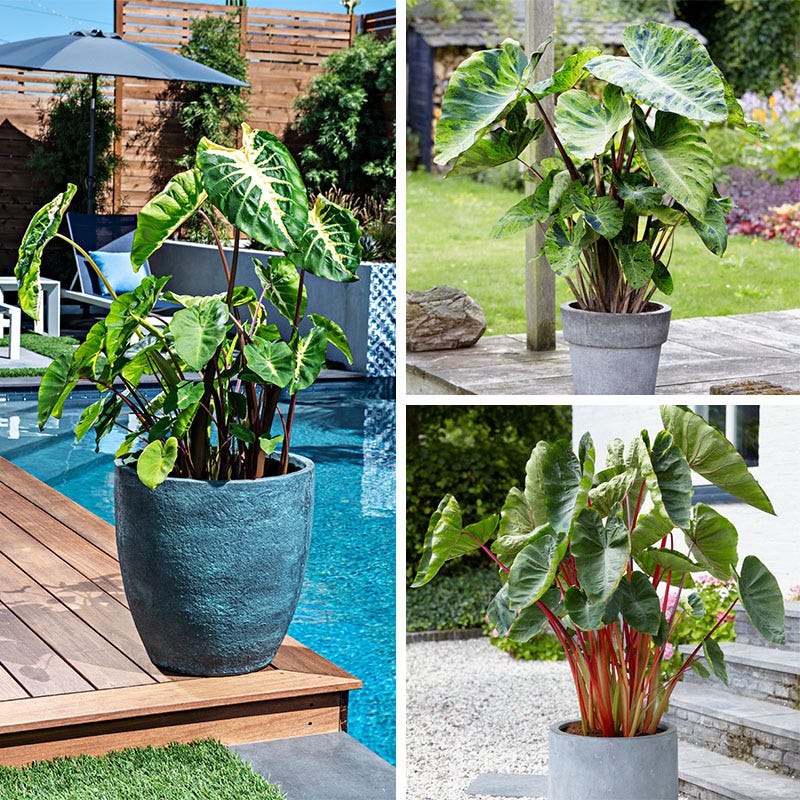 Touch of Drama Elephant Ear Collection