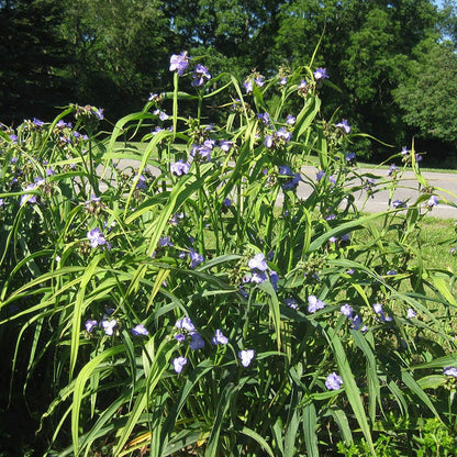 outdoor spider plant with purple flowers Wild Spiderwort, Tradescantia subaspera