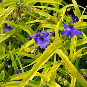 Sweet Kate Spiderwort