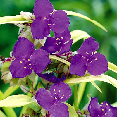 Sweet Kate Spiderwort