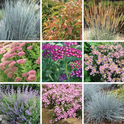 Tranquil Beauty Curb Appeal Pre-Planned Garden