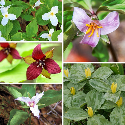 Treasured Trillium Collection