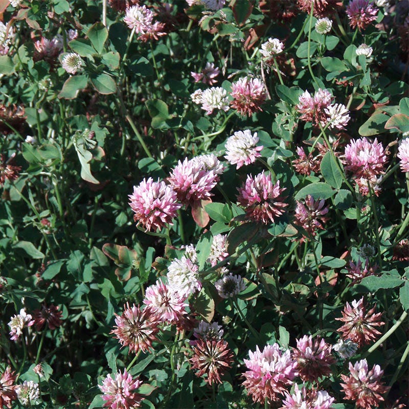 Alsike Clover Seeds