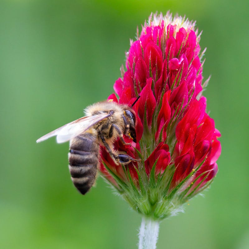 Crimson Clover Seeds