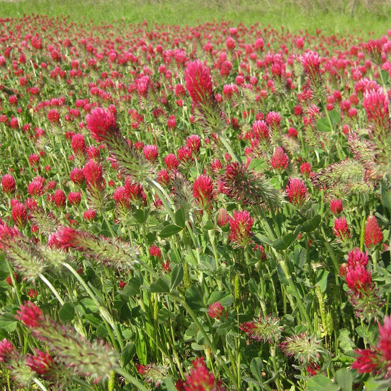 Crimson Clover Seeds
