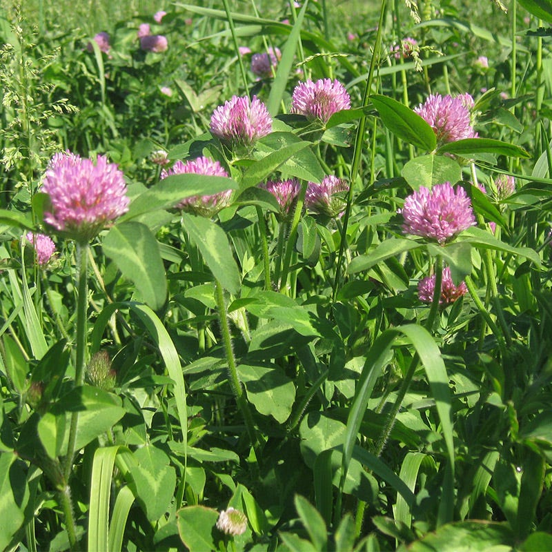 Cattle Grazing Seed Mix