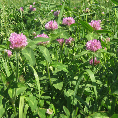 Cattle Grazing Seed Mix