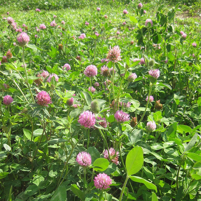 Medium Red Clover Seeds