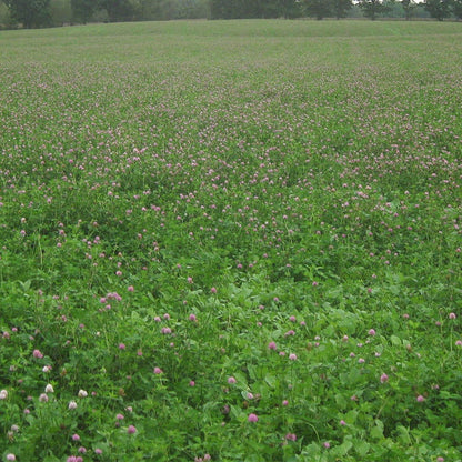 Medium Red Clover Seeds