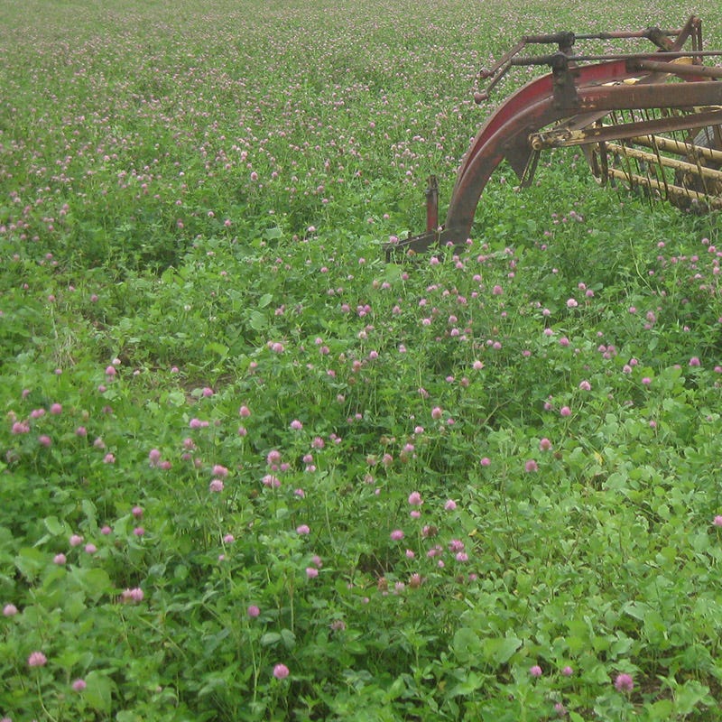 Medium Red Clover Seeds