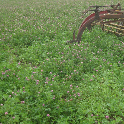 Medium Red Clover Seeds