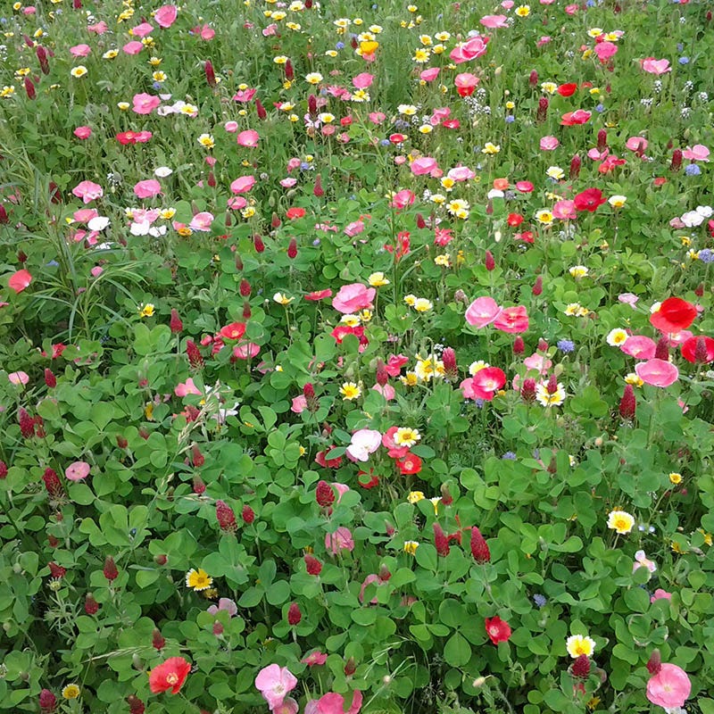 Hummingbird Nectar Wildflower Seed Mix