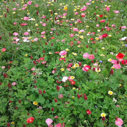Hummingbird Nectar Wildflower Seed Mix