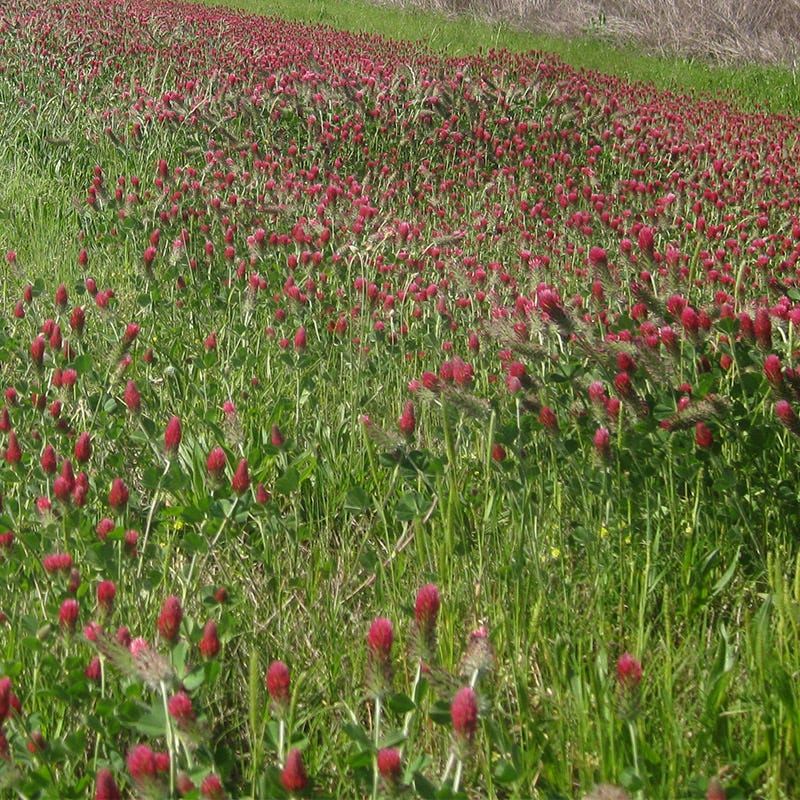 1 lb Crimson Clover Seeds