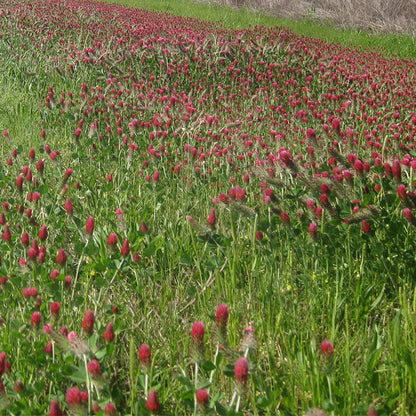 Crimson Clover Seeds