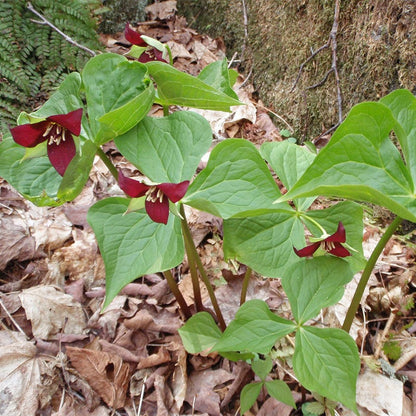 Red Trillium