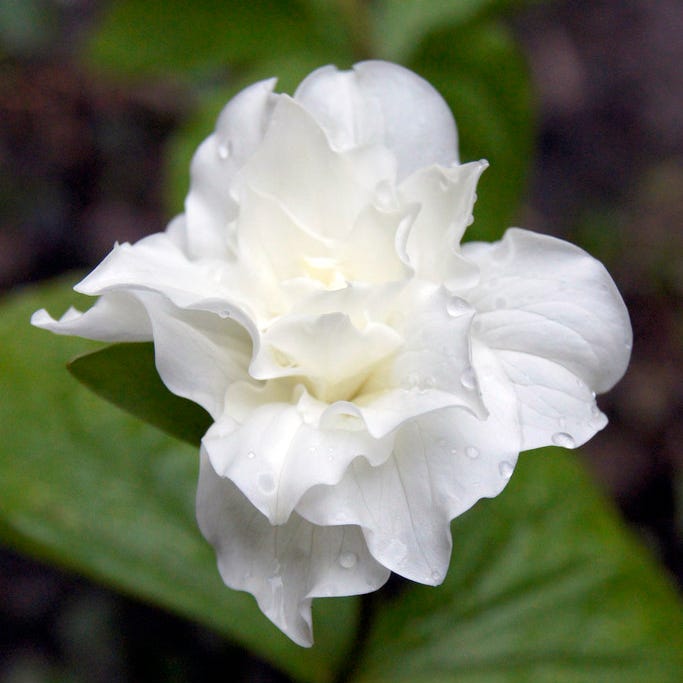 Flore Pleno Trillium
