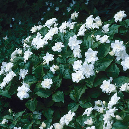 Flore Pleno Trillium