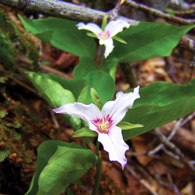 Painted Trillium