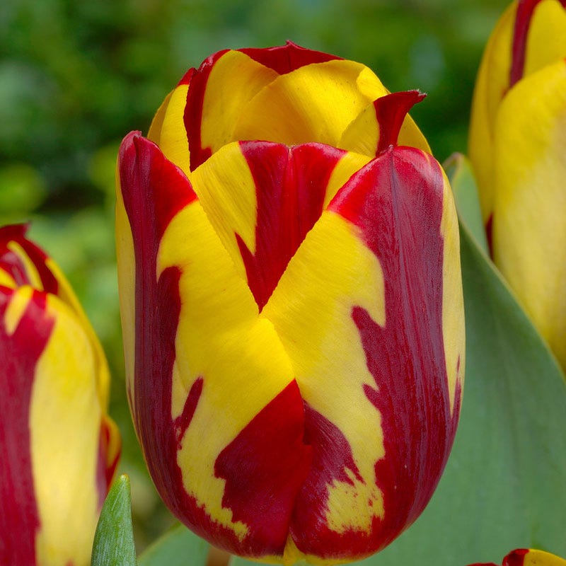 Helmar Triumph Tulip