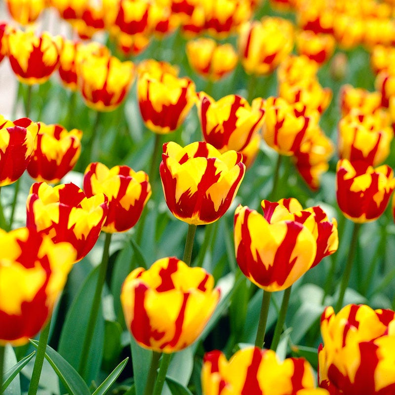 Helmar Triumph Tulip