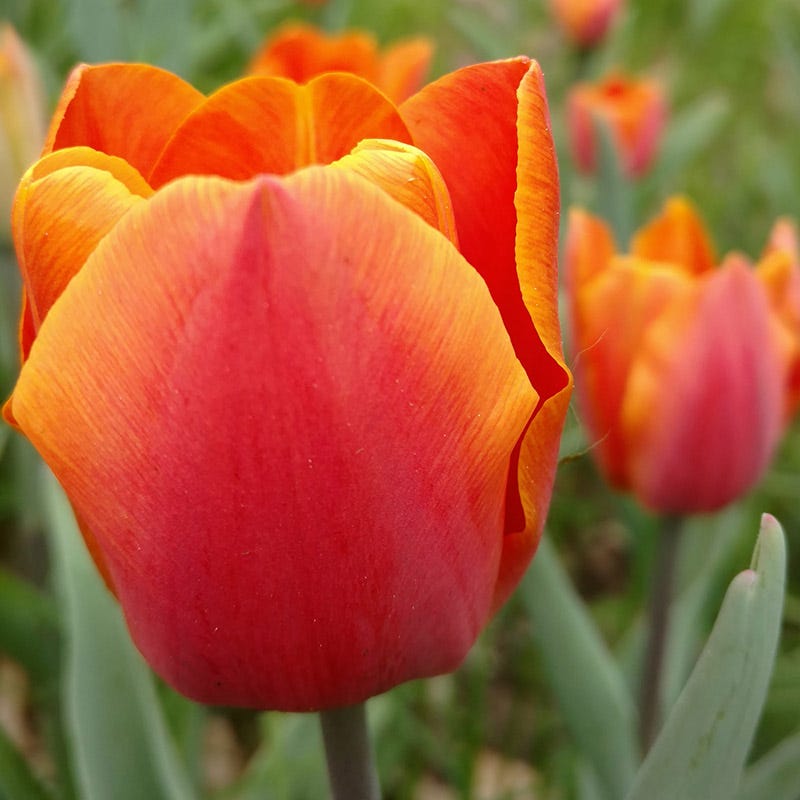 Warm Glow Tulip Bulb Collection