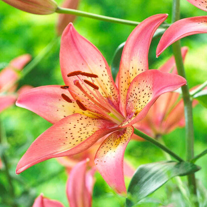 Brilliant Cottage Garden Plant Collection