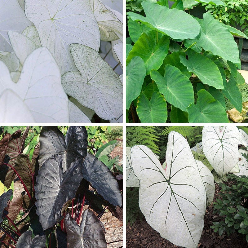 Tropicalismo Shade Bulb Collection